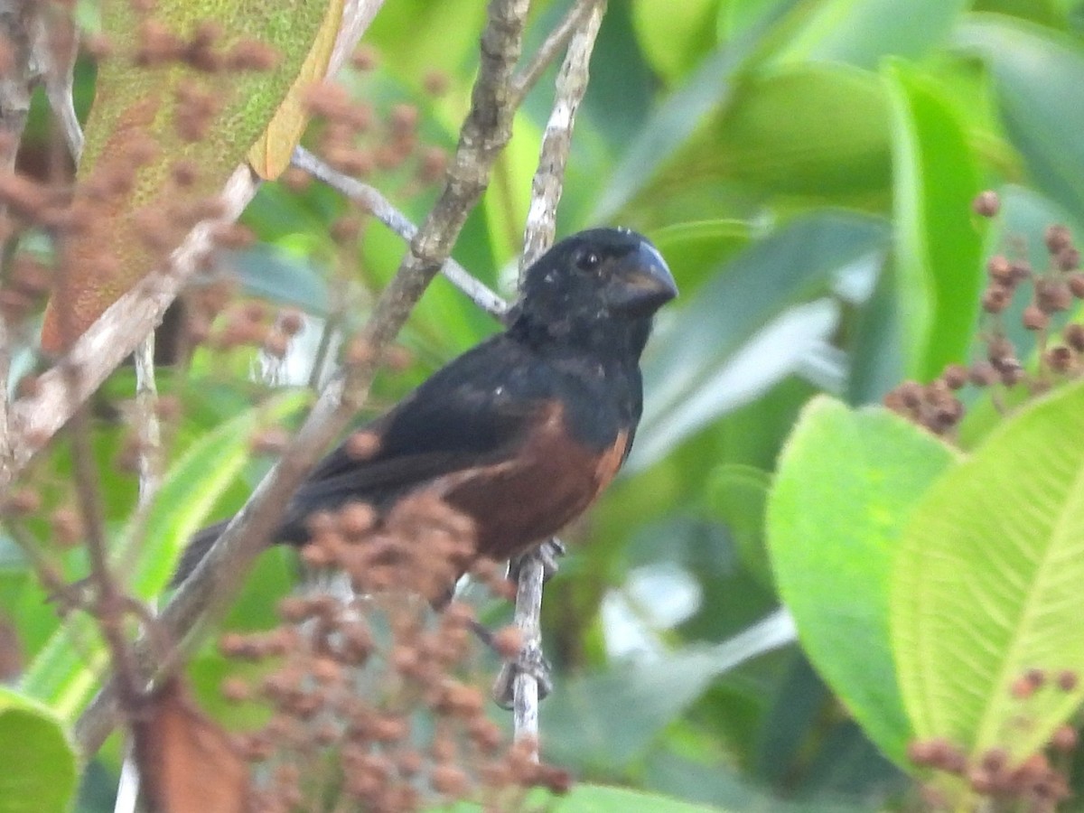 Chestnut-bellied Seed-Finch - ML647184553
