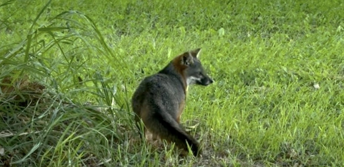 Animals - ML647184554