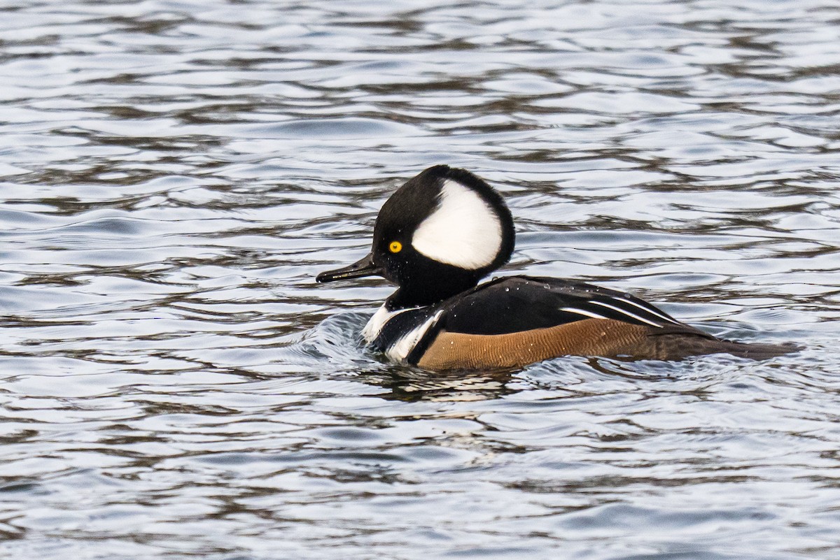 Hooded Merganser - ML647184556