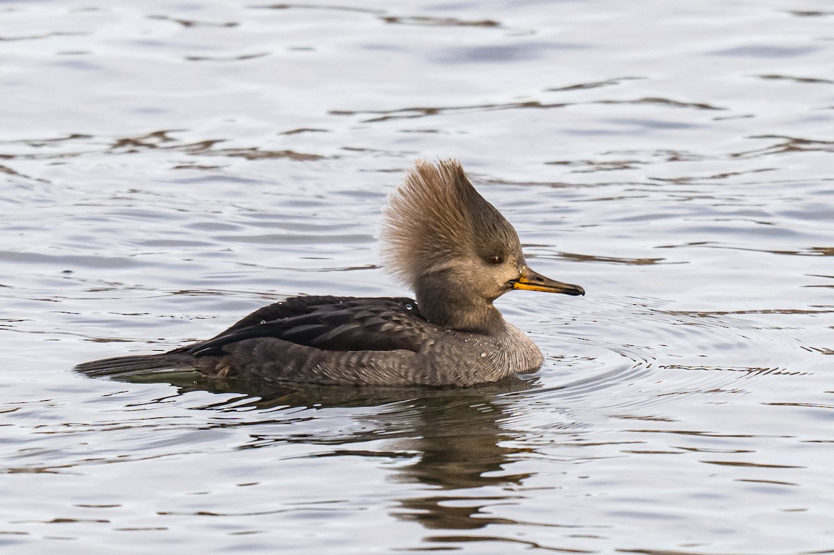 Hooded Merganser - ML647184557