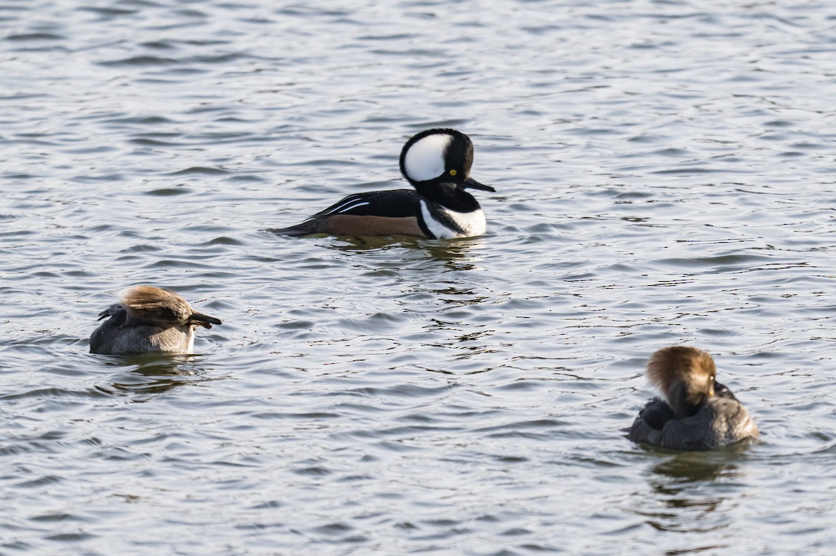 Hooded Merganser - ML647184558