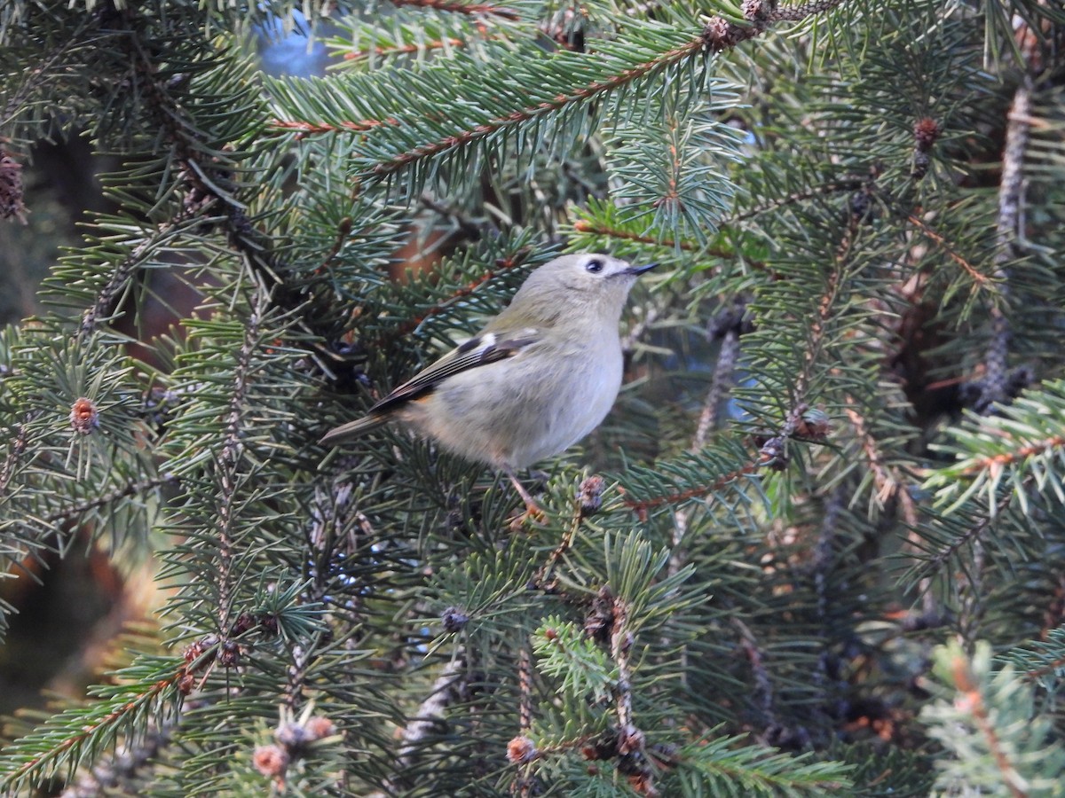 Goldcrest - ML647184559