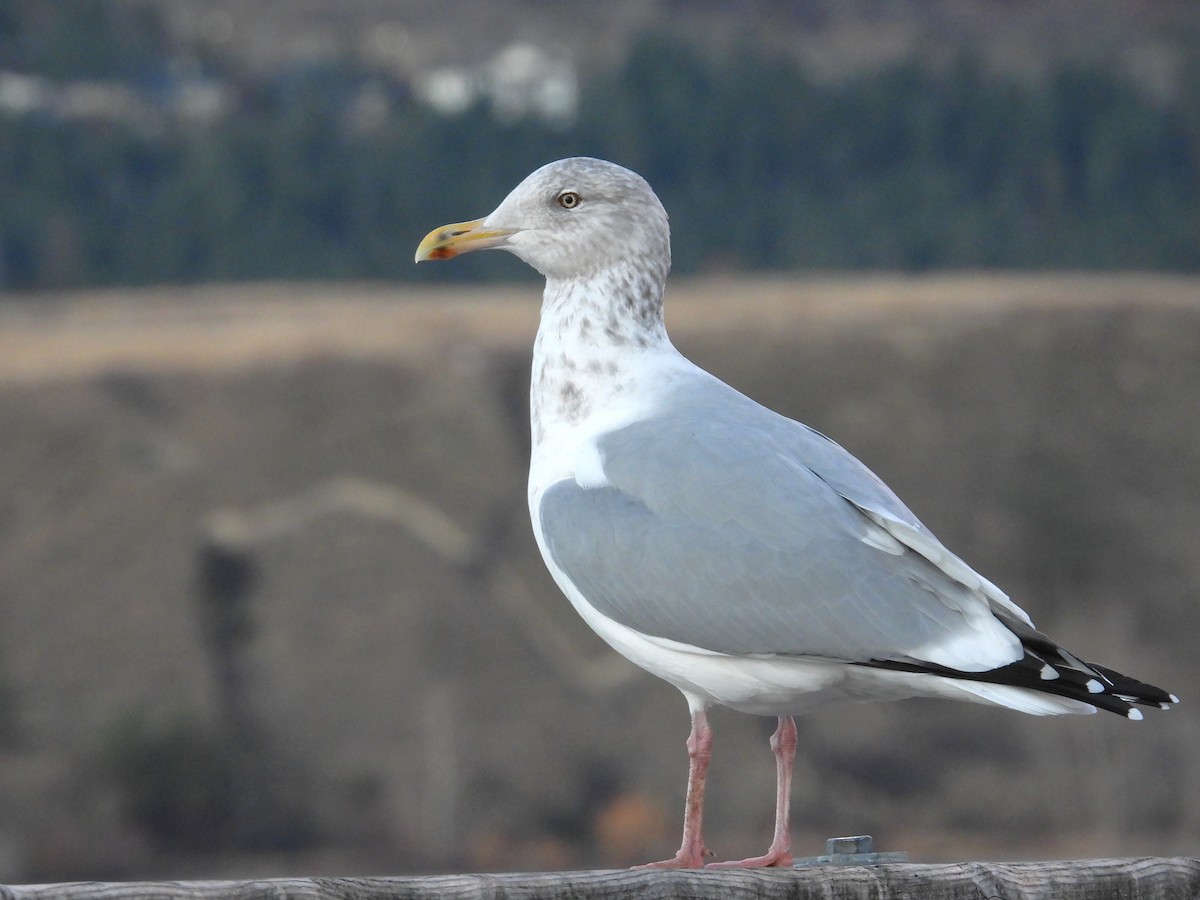 American Herring Gull - ML647184560