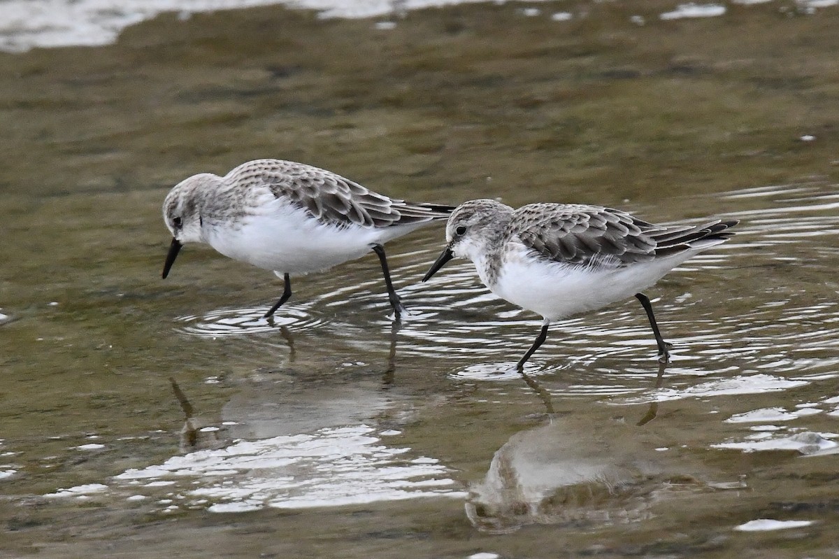 Little Stint - ML647184568