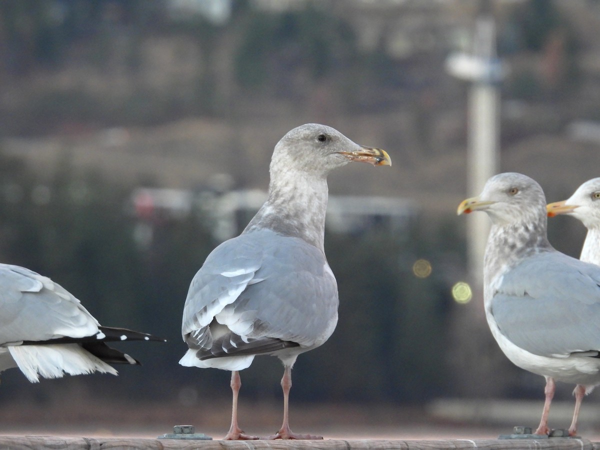 racek západní x šedokřídlý (hybrid) - ML647184569