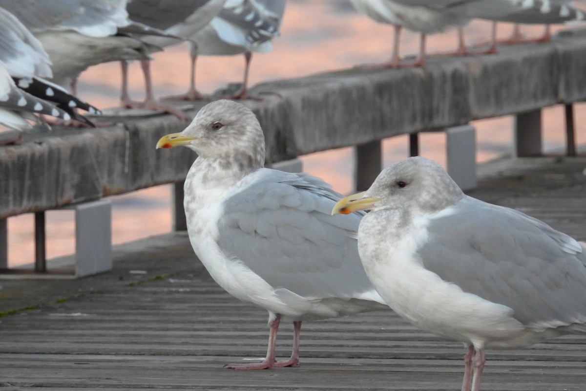 racek americký x šedokřídlý (hybrid) - ML647184579