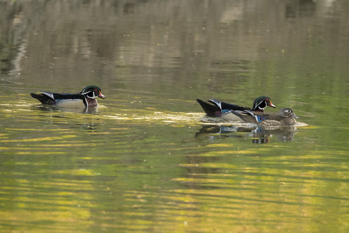 kachnička karolínská - ML647184582