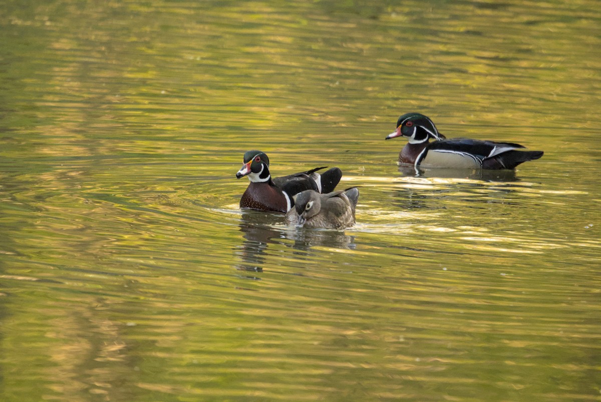 kachnička karolínská - ML647184583