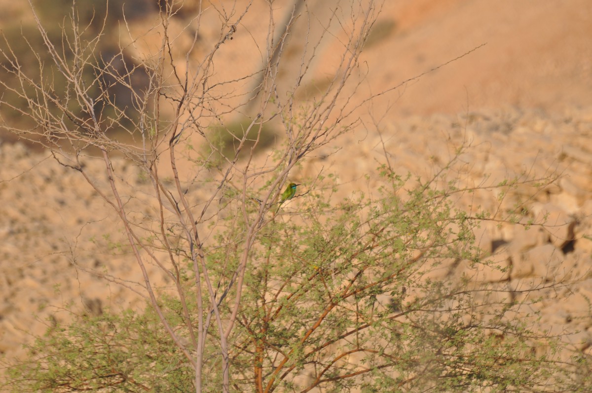 Arabian Green Bee-eater - ML647184585