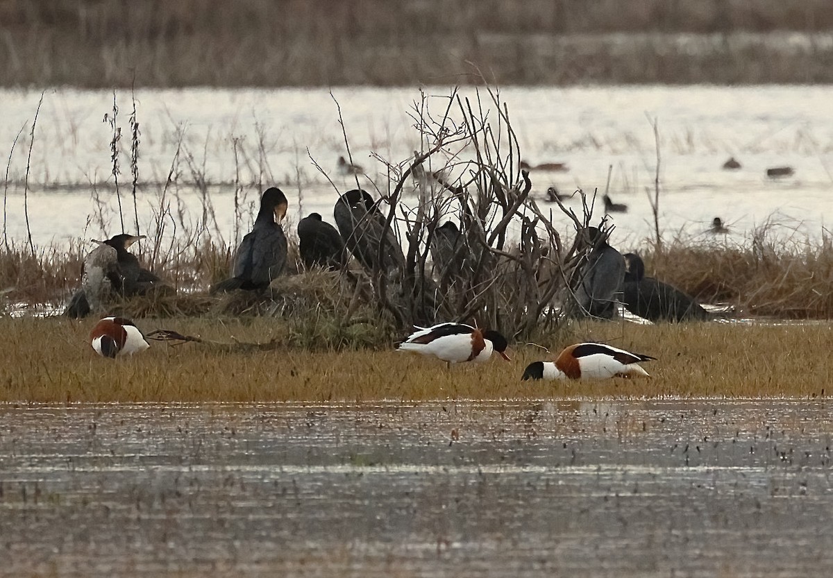 Great Cormorant - ML647184588