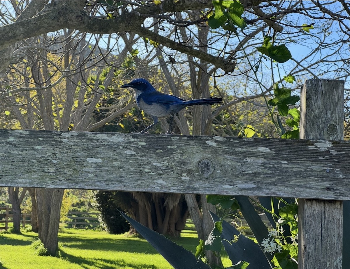 Island Scrub-Jay - ML647184593