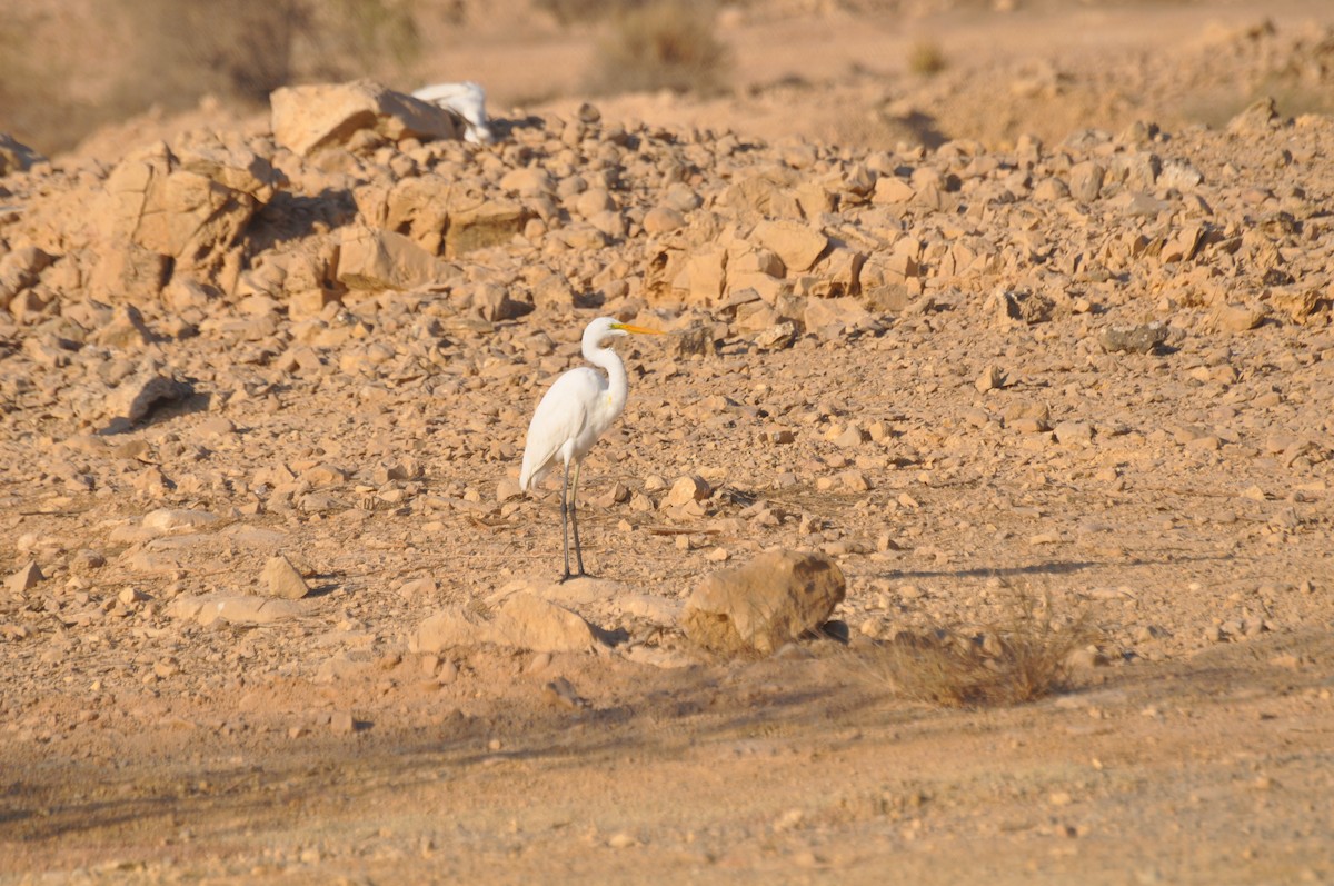 Little Egret (Western) - ML647184597