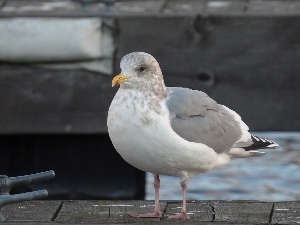 racek polární (ssp. thayeri) - ML647184598