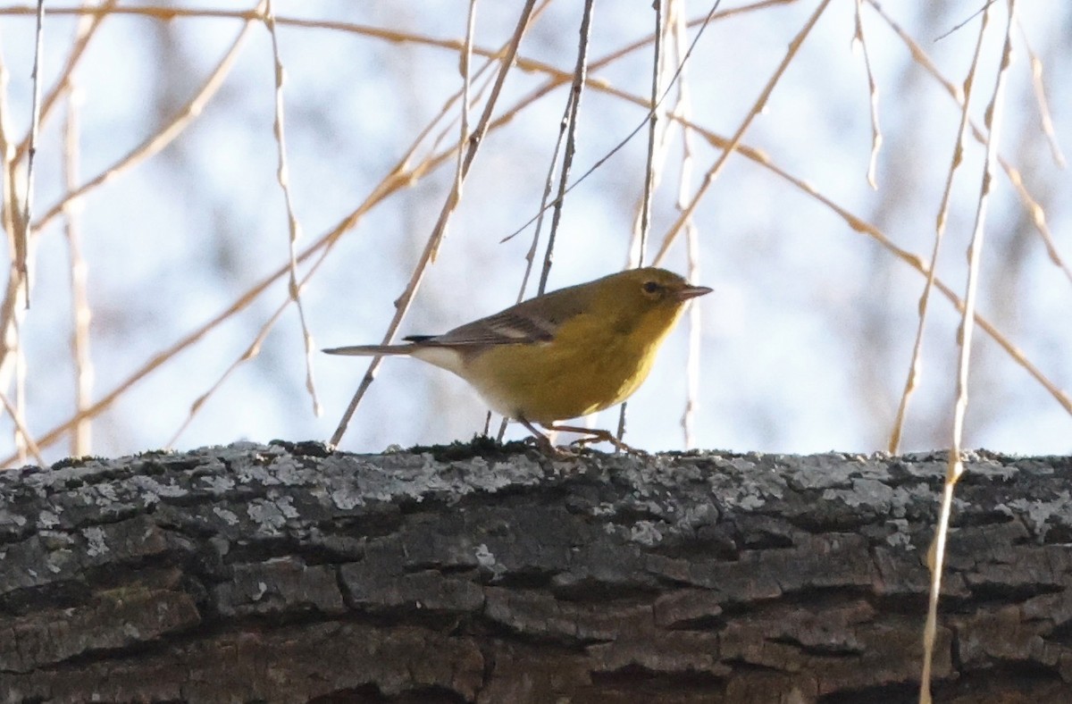 Pine Warbler - ML647184600