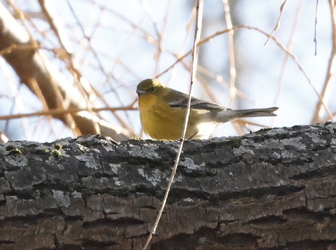 Pine Warbler - ML647184601