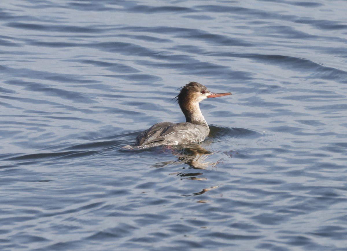 Red-breasted Merganser - ML647184603