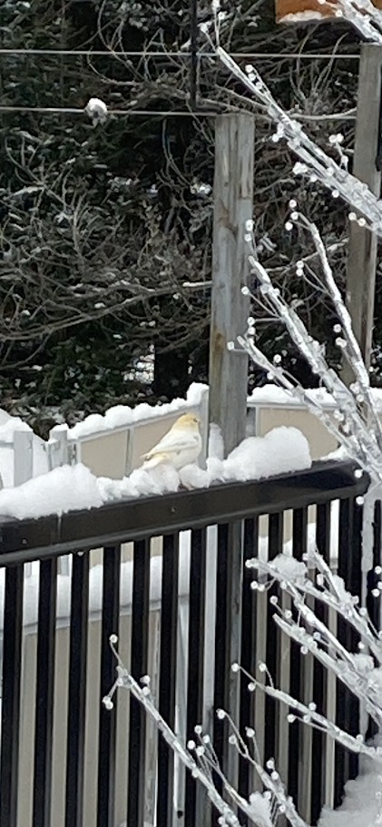 Смеречник тайговий - ML647184607