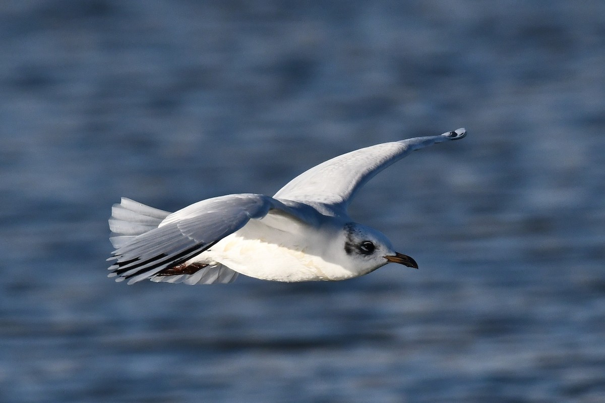 שחף שחור-ראש - ML647184609