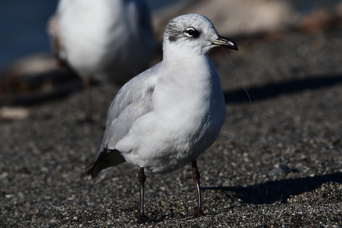 Mediterranean Gull - ML647184610