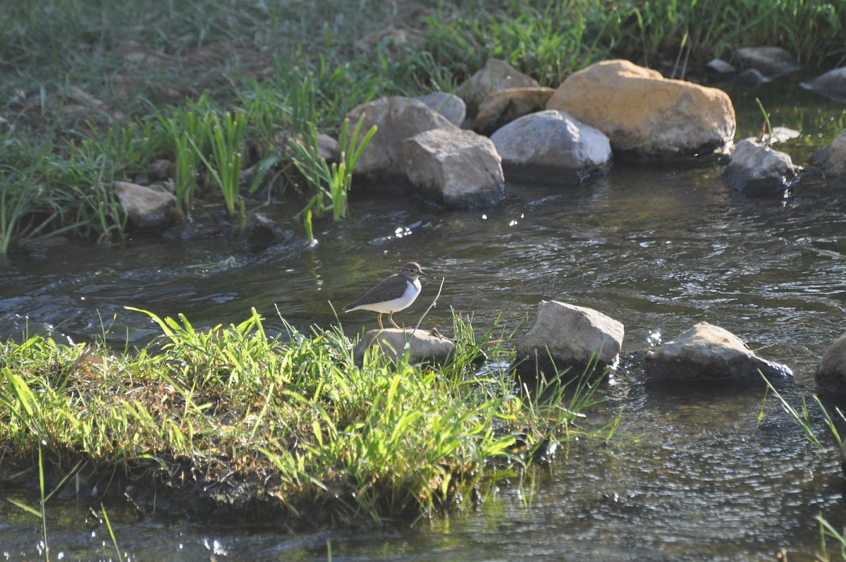 Common Sandpiper - ML647184611