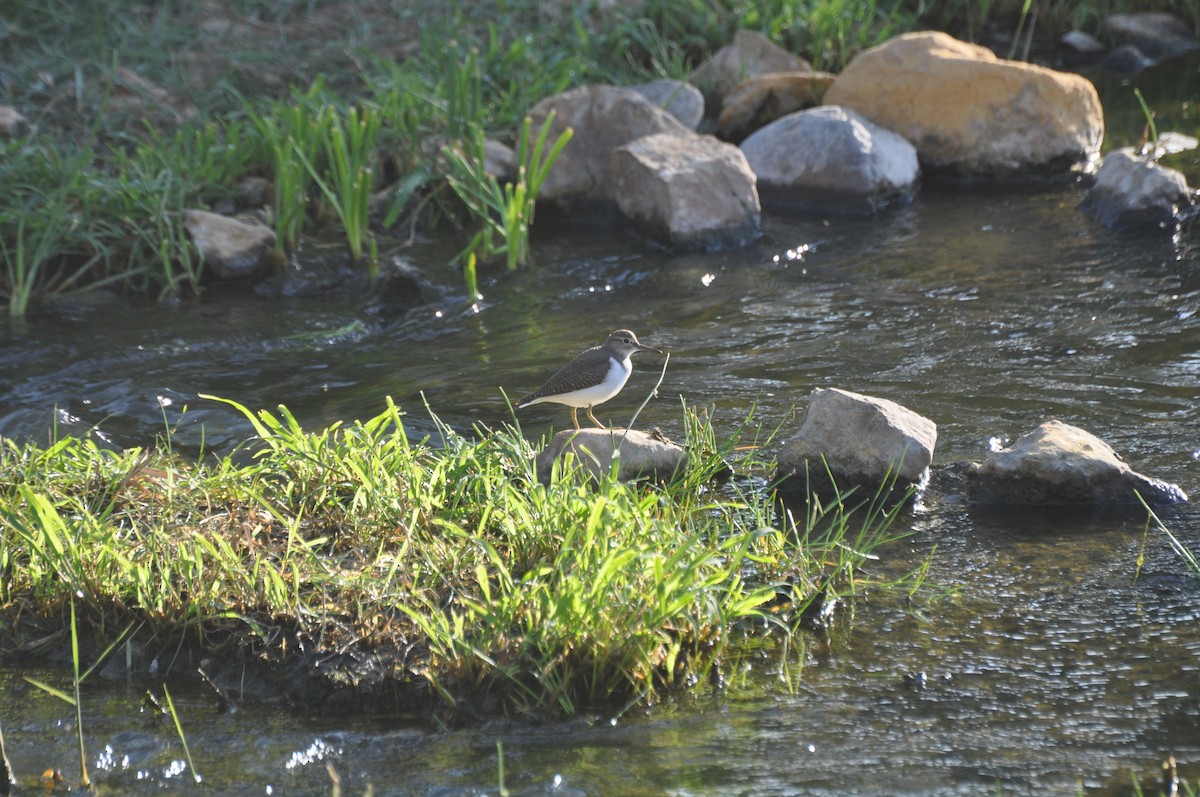 Common Sandpiper - ML647184612