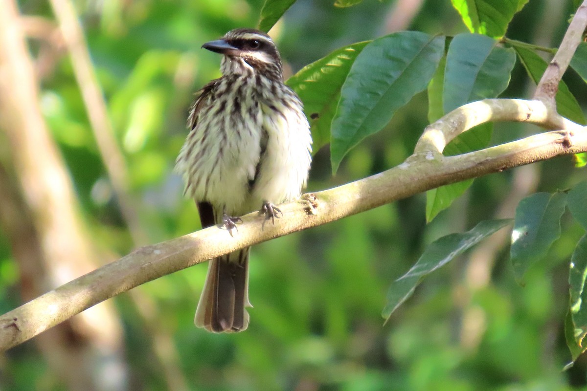 Streaked Flycatcher - ML647184617