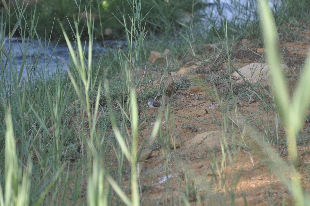 חופית טמינק - ML647184624