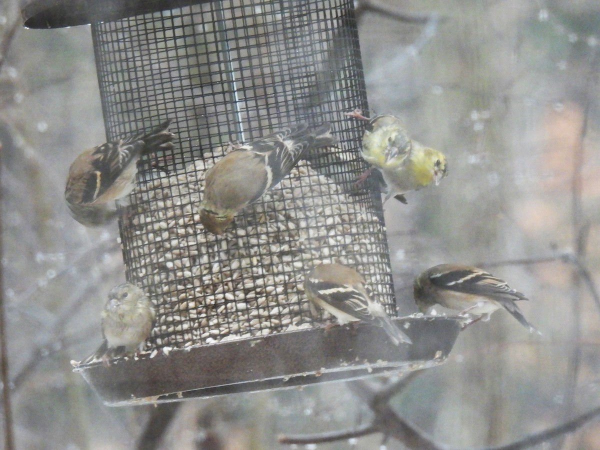 American Goldfinch - ML647184625