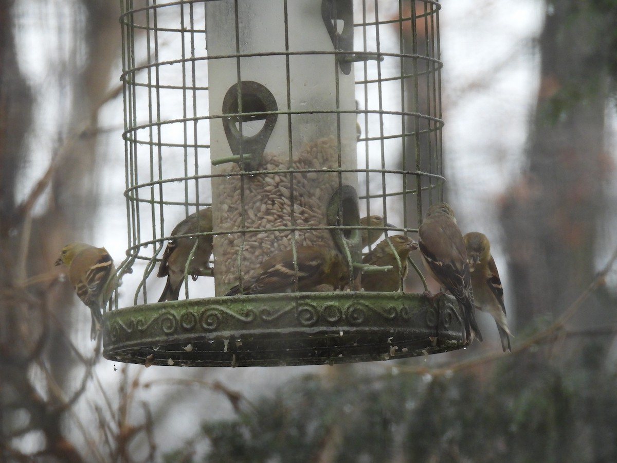 American Goldfinch - ML647184626