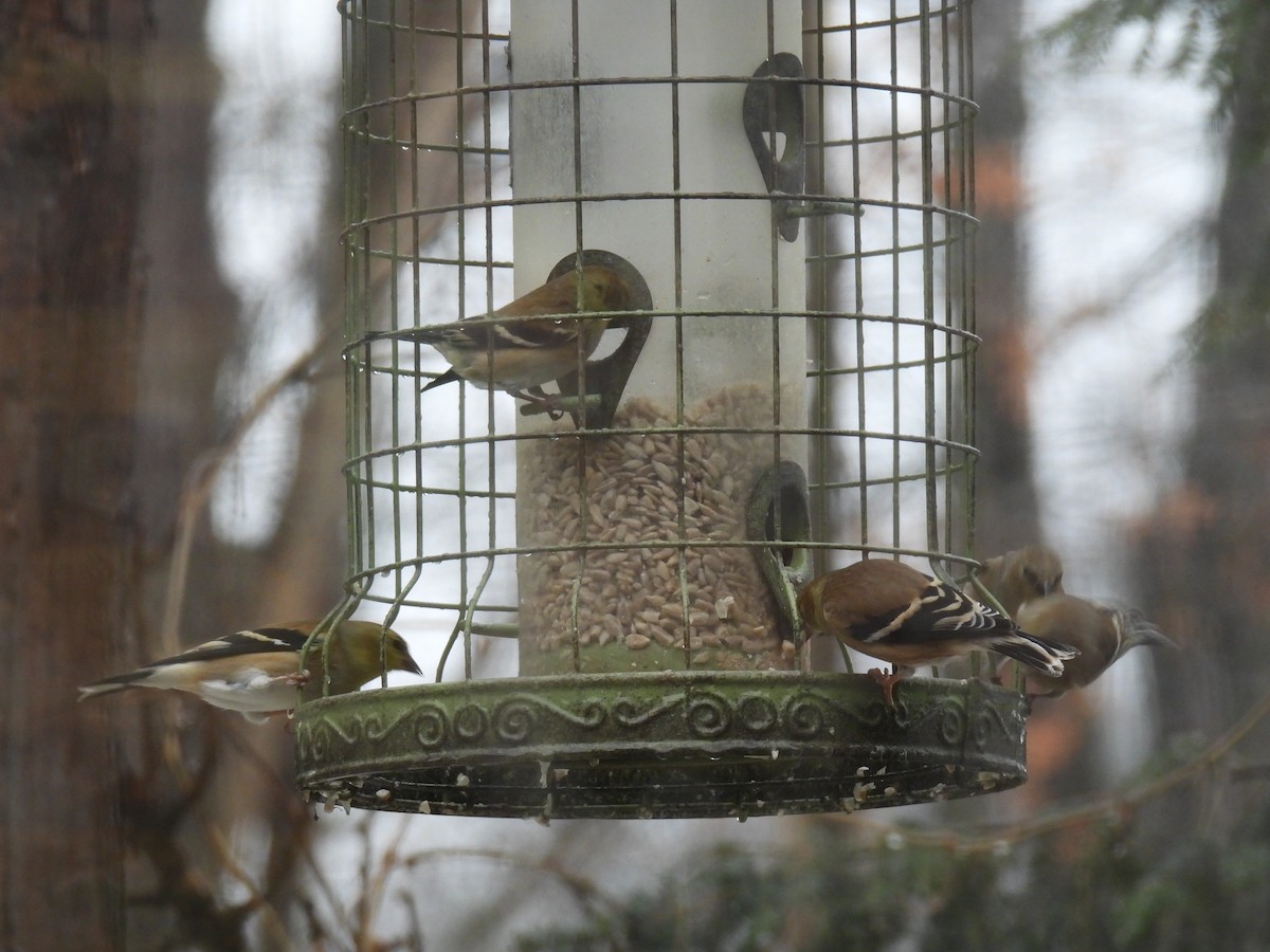American Goldfinch - ML647184627