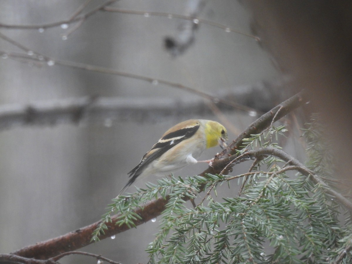 American Goldfinch - ML647184628