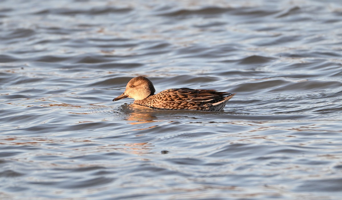 שרשיר מצוי - ML647184629