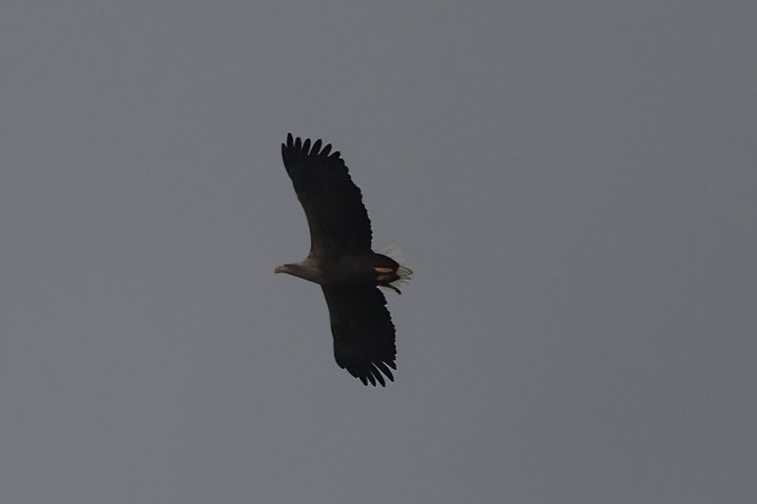 עיטם לבן-זנב - ML647184633