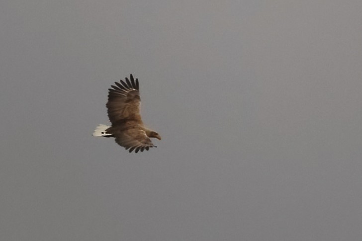 עיטם לבן-זנב - ML647184635