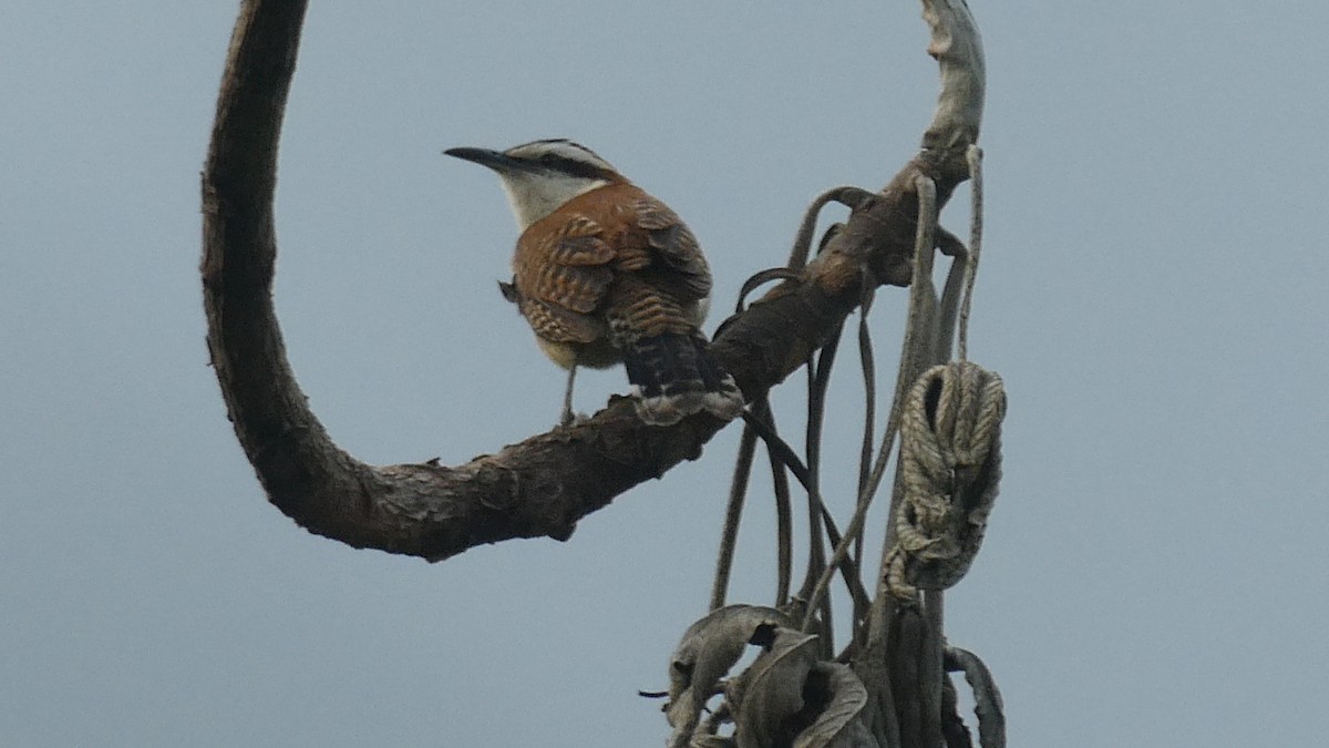 Rufous-backed Wren - ML647184636