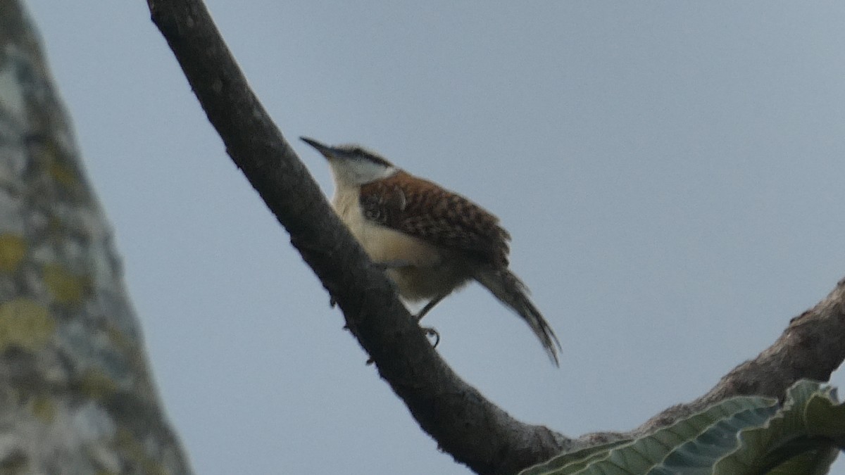 Rufous-backed Wren - ML647184637