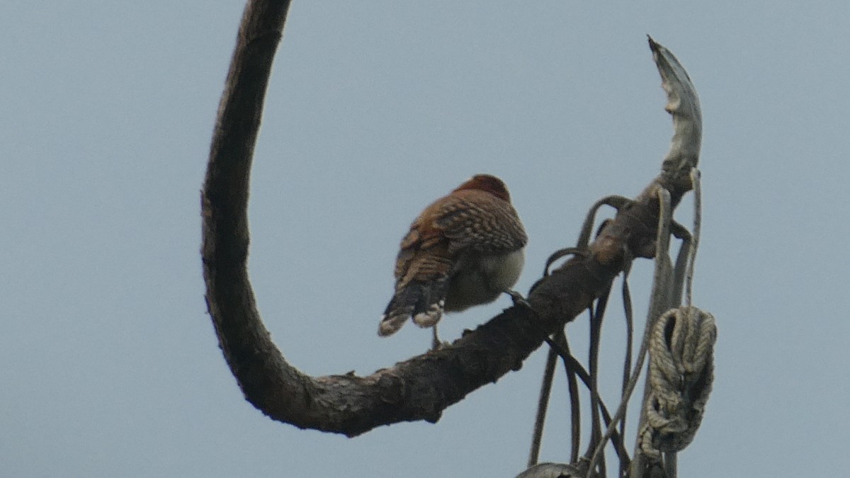 Rufous-backed Wren - ML647184638