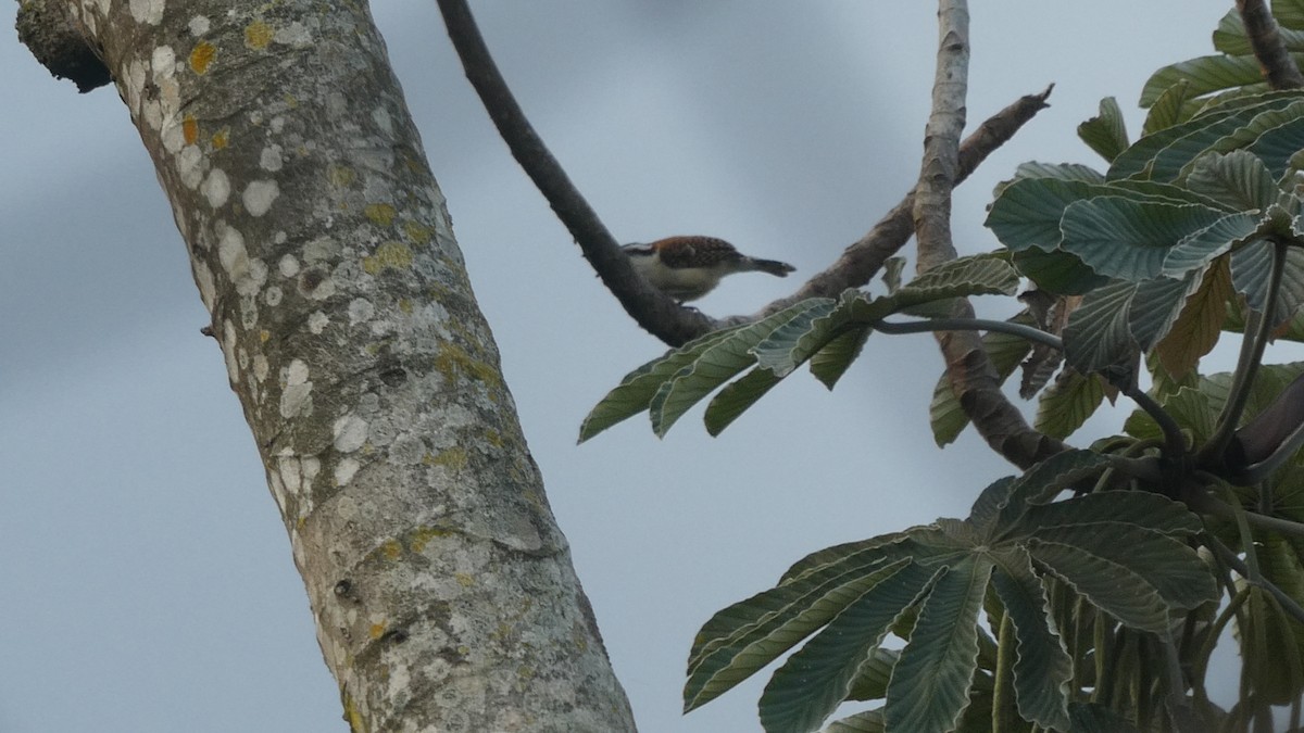 Rufous-backed Wren - ML647184639