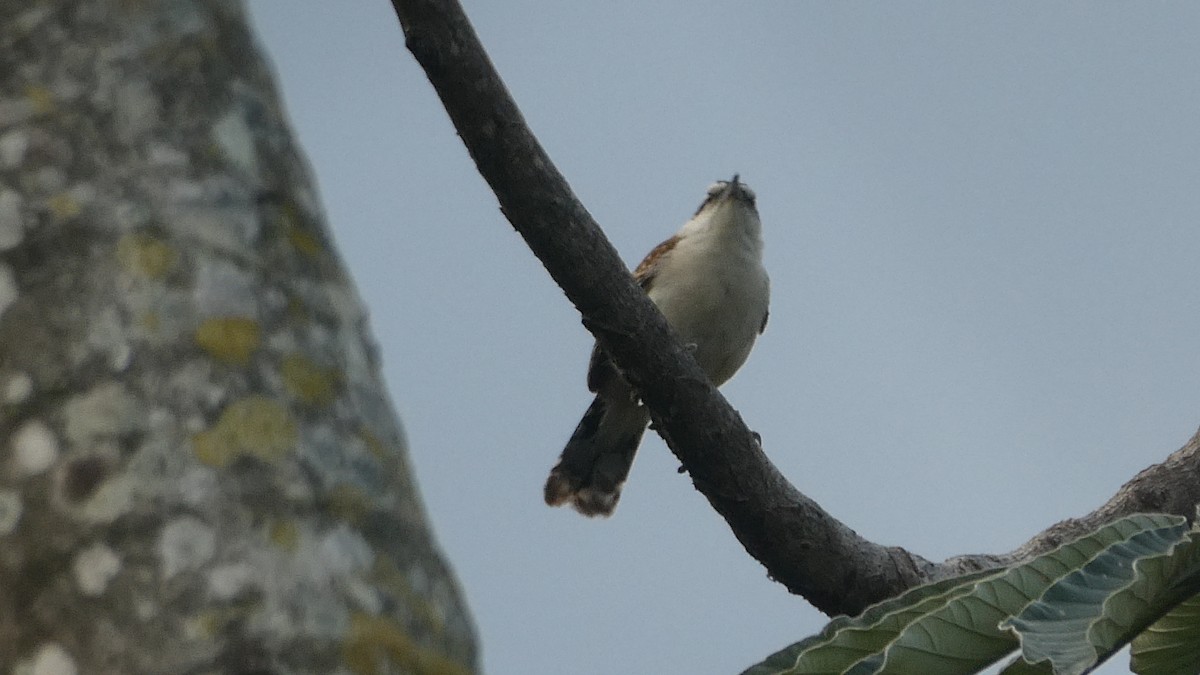 Rufous-backed Wren - ML647184640