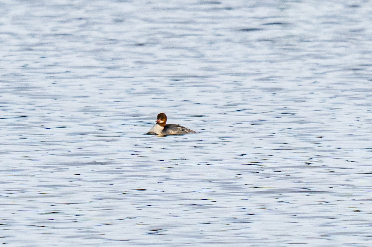 מרגון גדול - ML647184642