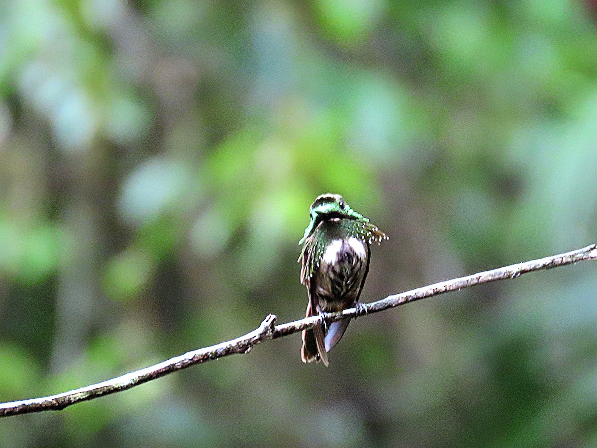 Festive Coquette - ML647184643