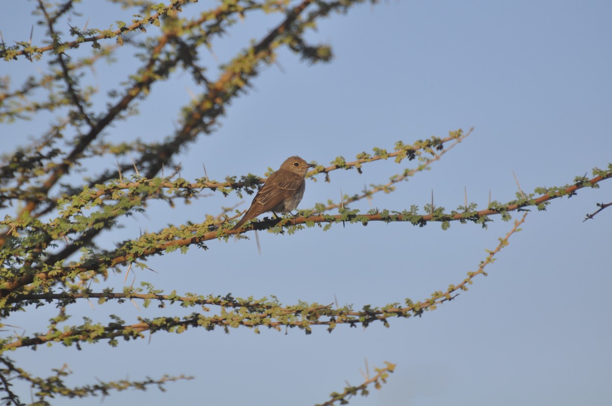 חטפית אפורה - ML647184644