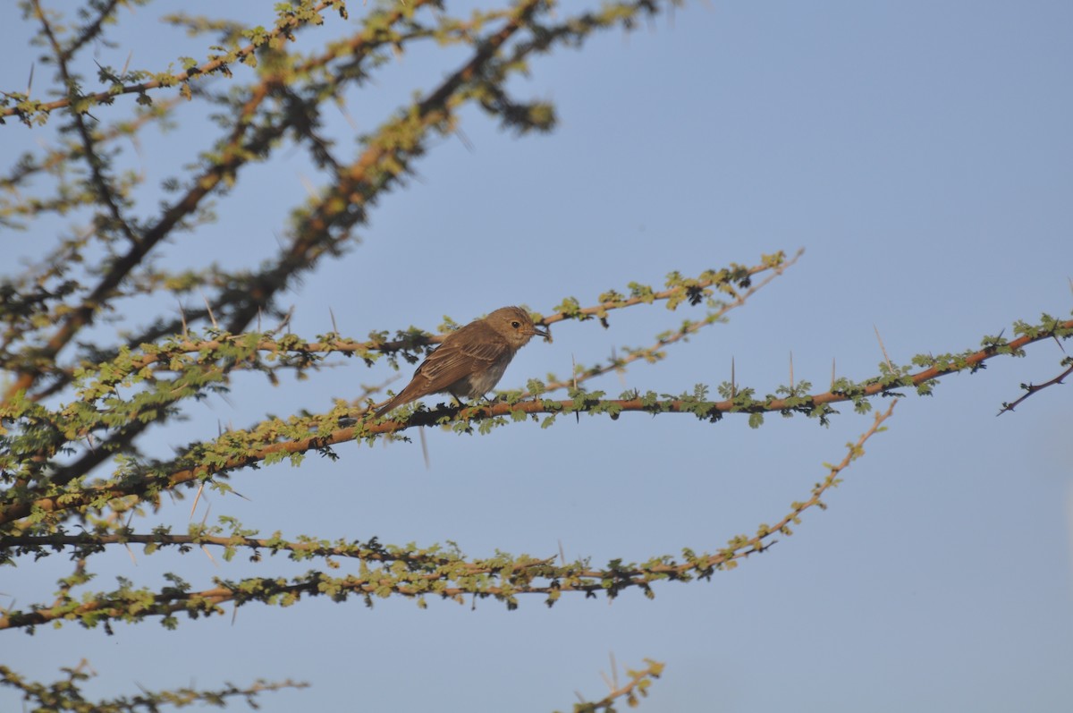 חטפית אפורה - ML647184645
