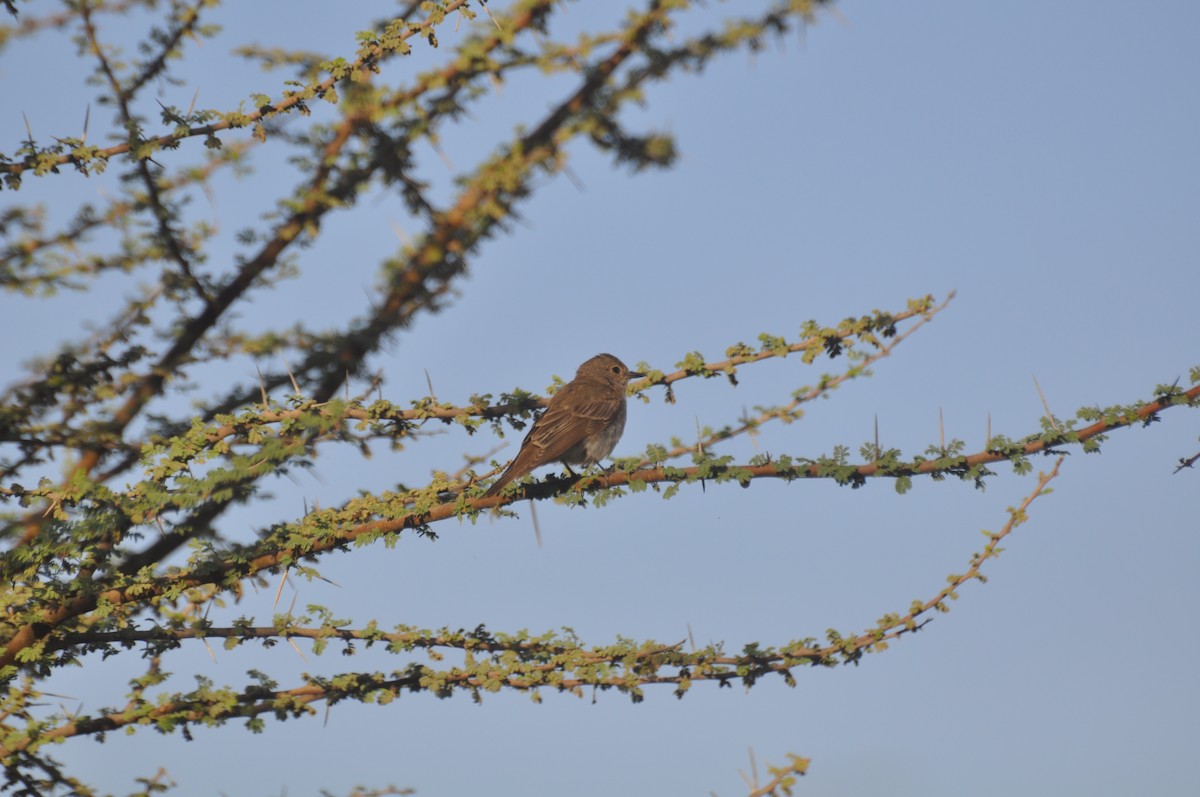 חטפית אפורה - ML647184646