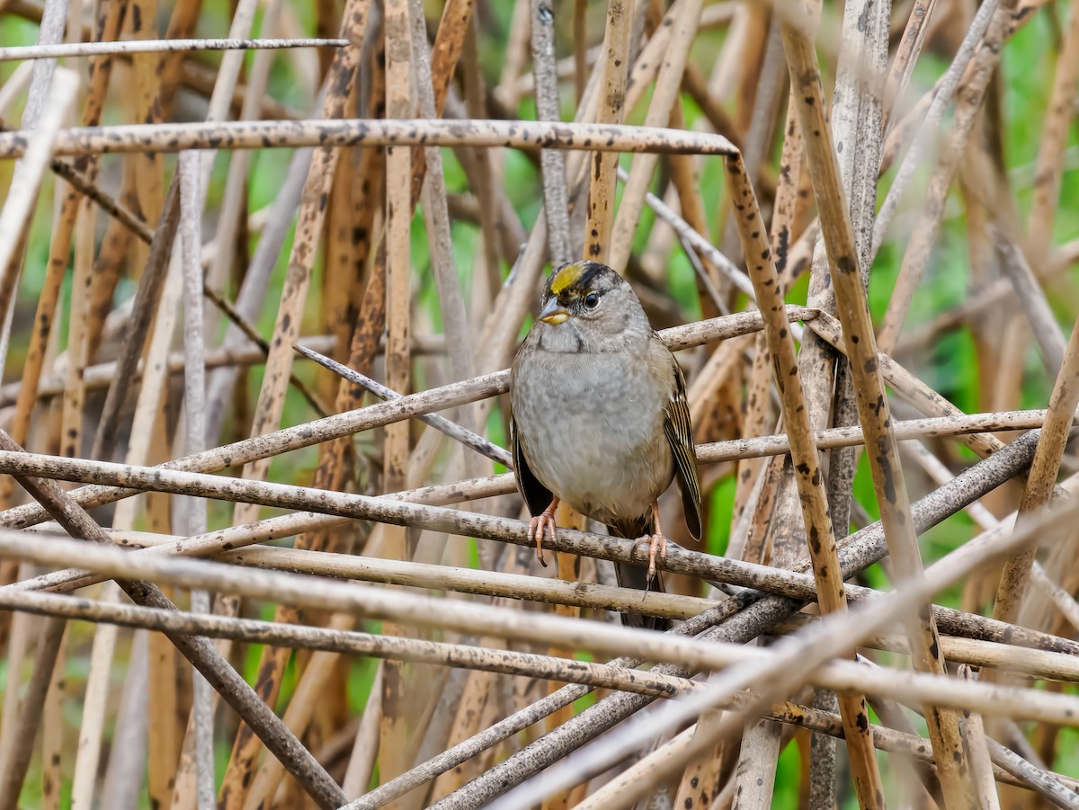 Golden-crowned Sparrow - ML647184647