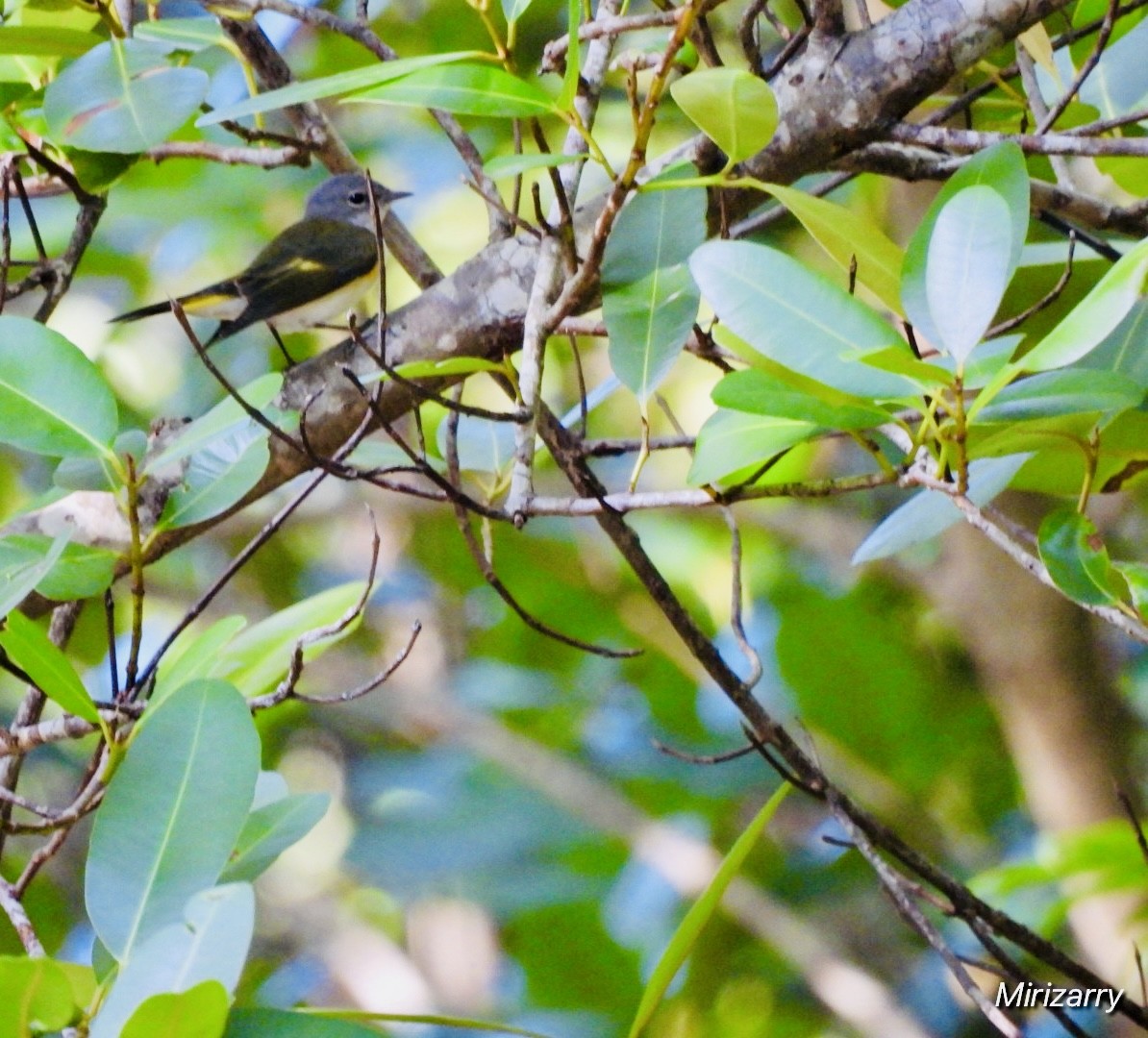סבכון חכלילי - ML647184650