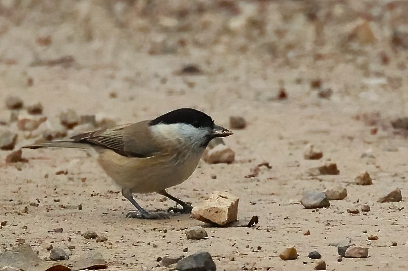 ירגזי ביצות - ML647184651