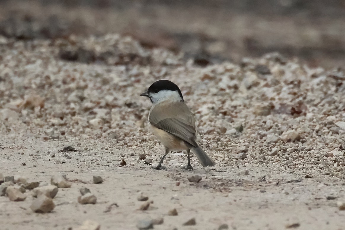 ירגזי ביצות - ML647184652