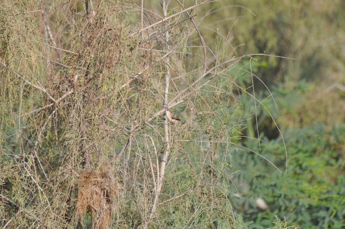 כסוף-מקור הודי - ML647184653