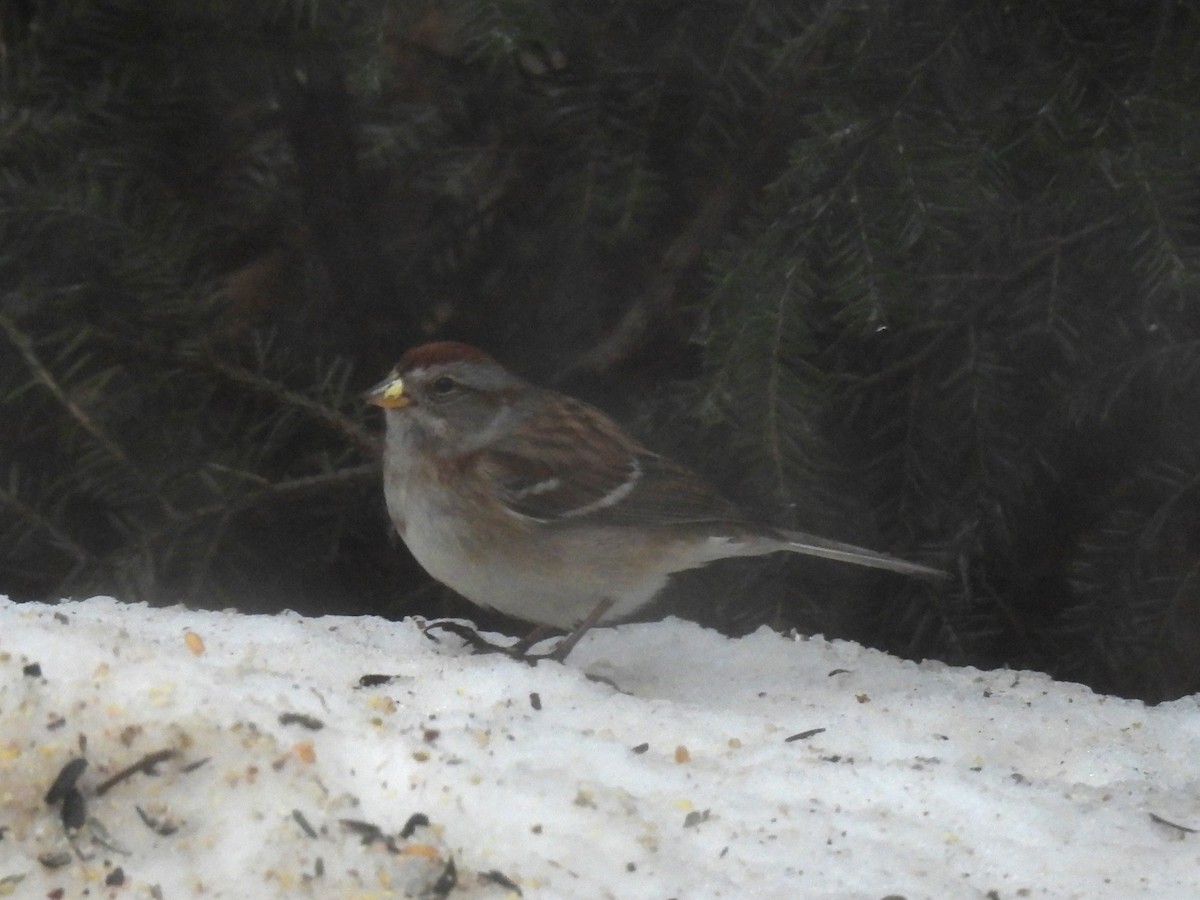 ムナフヒメドリ - ML647184672